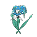 Florges Blue