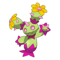 Maractus