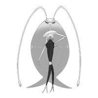 Pheromosa